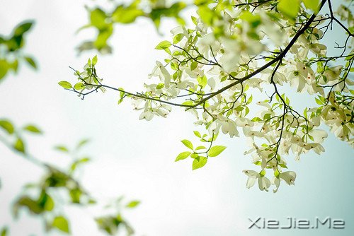 文字：如果有来生，要做一棵树 (1)