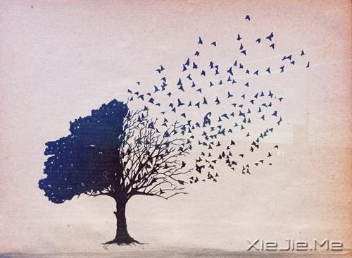 文字：如果有来生，要做一棵树 (3)